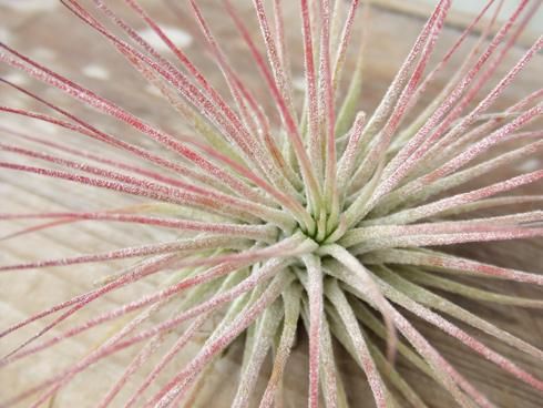 チランジア・イオナンタ・ストリクタ - 植物と暮らす m-plant
