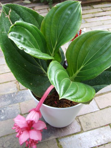 メディニラ・マグニフィカ - 植物と暮らす m-plant
