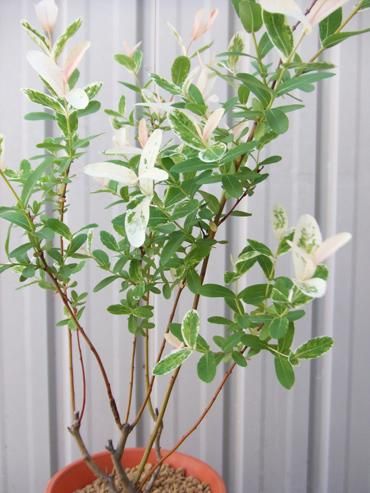 ハクロニシキ 植物と暮らす M Plant ハクロニシキ 植物と暮らす M Plant
