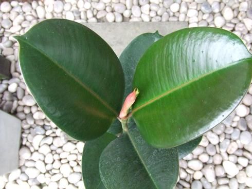 インドゴムノキ - 植物と暮らす m-plant