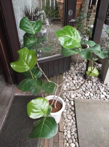 シーグレープ8 シーグレープ 8号 - 植物と暮らす m-plant