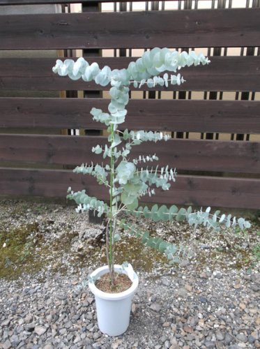 ユーカリ・ブリッジシアナ ７号130cm - 植物と暮らす m-plant