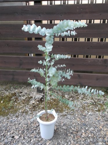 ユーカリ ブリッジシアナ ７号130cm 植物と暮らす M Plant