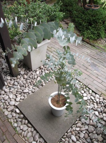 ユーカリ ブリッジシアナ ７号130cm 植物と暮らす M Plant