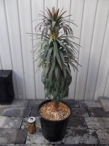 ユッカ・デスメティアーナ ７号 - 植物と暮らす m-plant