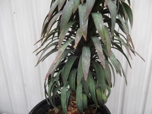 ユッカ・デスメティアーナ 7号 - 植物と暮らす m-plant