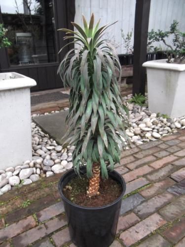 ユッカ・デスメティアーナ 7号 - 植物と暮らす m-plant ユッカ・デスメティアーナ 7号 - 植物と暮らす m-plant