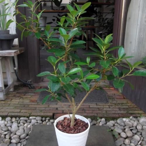 フランスゴム 7号 - 植物と暮らす m-plant フランスゴム 7号 - 植物と暮らす m-plant