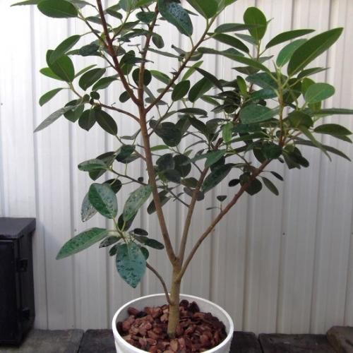 【高い素材】 7号 フランスゴム - m-plant 植物と暮らす フィカス