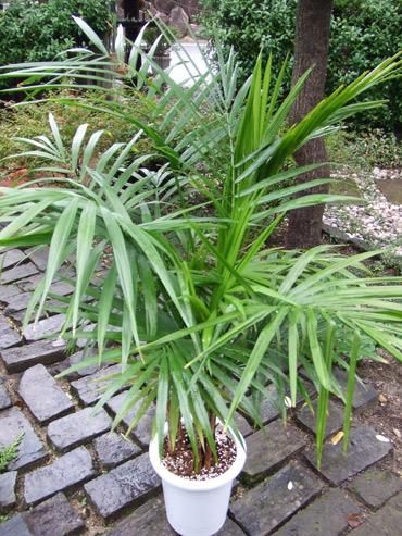 ワカバキャベツヤシ 植物と暮らす M Plant