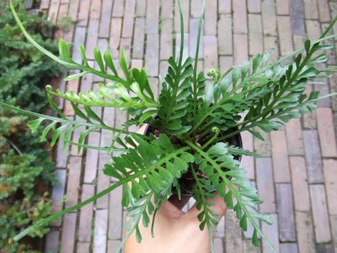 【海外配送可】【送料無料】 アスプレニウム・ケンゾイ - 植物と暮らす m-plant その他観葉植物