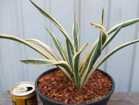 ユッカ・フィラメントーサ・アイボリータワー - 植物と暮らす m