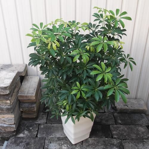 シェフレラ・A・コンパクタ 7号 - 植物と暮らす m-plant