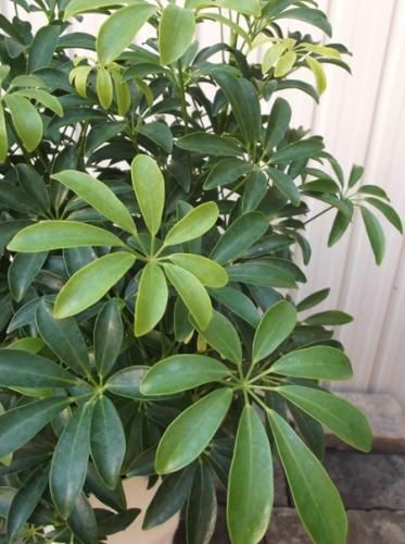 シェフレラ・A・コンパクタ 7号 - 植物と暮らす m-plant