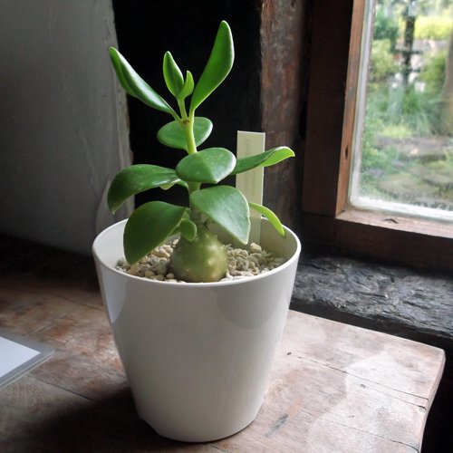 ヒドノフィツム・ パプアナム - 植物と暮らす m-plant