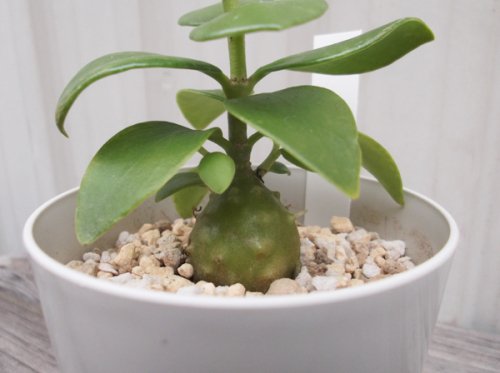 ヒドノフィツム・ パプアナム - 植物と暮らす m-plant