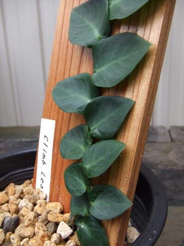 ラフィドフォラ - 植物と暮らす m-plant