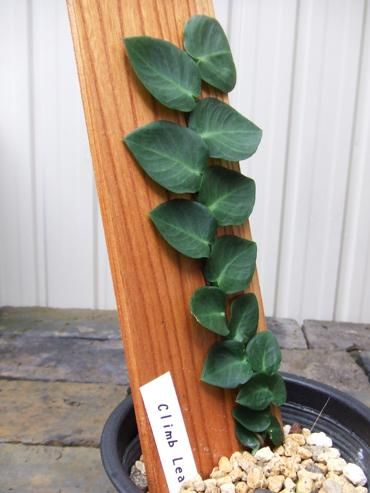 ラフィドフォラ他4種 5株 ラフィドフォラ他4種 5株