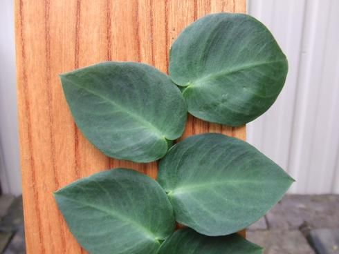 ラフィドフォラ他4種 5株 ラフィドフォラ他4種 5株