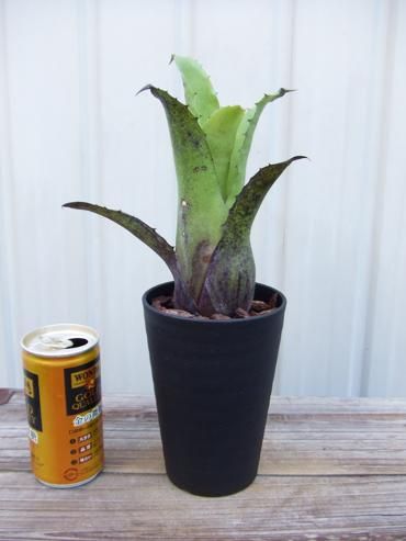 ホヘンベルギア・レオポルド ホルスティー - 植物と暮らす m-plant