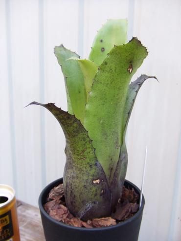 ホヘンベルギア・レオポルド ホルスティー - 植物と暮らす m-plant