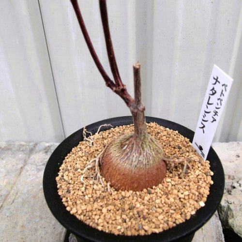 ペトペンチア・ナタレンシス　３号 - 植物と暮らす　m-plant