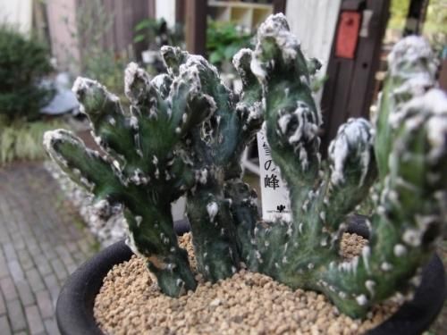 モンビレア 残雪の峰 3号 - 植物と暮らす m-plant