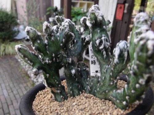 モンビレア 残雪の峰 ３号 植物と暮らす m-plant