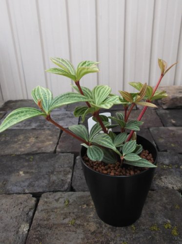 ペペロミア プテオラータ 植物と暮らす M Plant