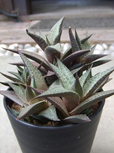 ハオルチア・ヴェノーサ - 植物と暮らす m-plant