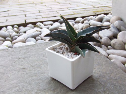 サンセベリア エーレンベルギー ロブスタ 植物と暮らす M Plant