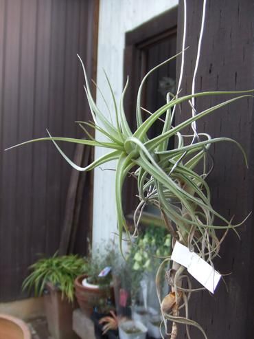チランジア・ストラミネア・アエラントス - 植物と暮らす m-plant
