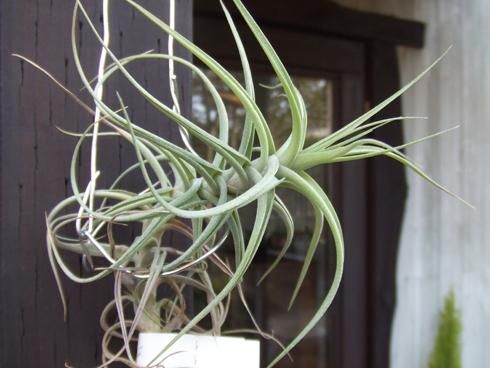 チランジア・ストラミネア・アエラントス - 植物と暮らす m-plant チランジア・ストラミネア・アエラントス - 植物と暮らす m-plant
