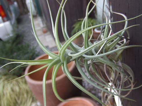 チランジア・ストラミネア・アエラントス - 植物と暮らす m-plant