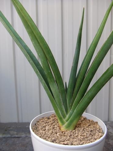 サンセベリア・ペロッティ・カタナ - 植物と暮らす m-plant