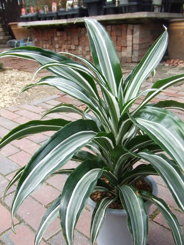 ドラセナ デレメンシス ワーネッキー 植物と暮らす M Plant