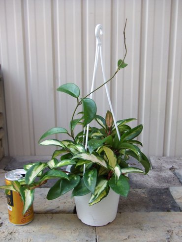 ホヤ カルノーサ エキゾチカ 吊り 植物と暮らす M Plant