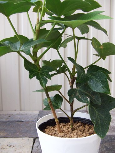 ファトスヘデラ - 植物と暮らす m-plant