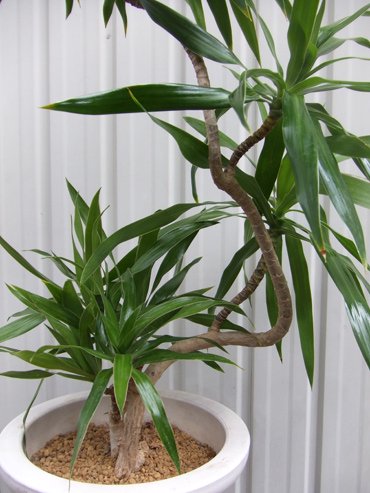 ドラセナ ナビー 90ｃｍ 植物と暮らす M Plant
