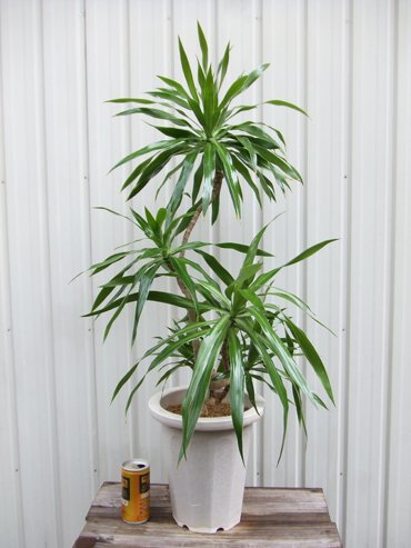 ドラセナ・ナビー 90ｃｍ - 植物と暮らす m-plant
