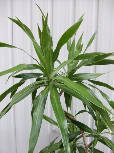 ドラセナ ナビー 90ｃｍ 植物と暮らす M Plant