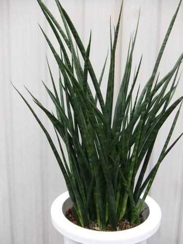 サンセベリア ファーンウッド 植物と暮らす M Plant サンセベリア ファーンウッド 植物と暮らす M Plant