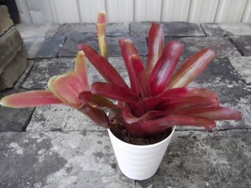 ネオレゲリア・リオ オブ リオ 2.5号 - 植物と暮らす m-plant ネオレゲリア・リオ オブ リオ 2.5号 - 植物と暮らす m-plant