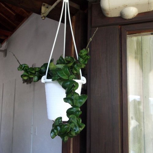 ホヤ カルノーサ コンパクタ 吊り 植物と暮らす M Plant