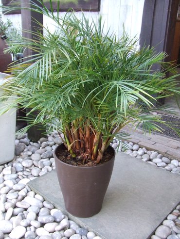 矮性アレカヤシ 植物と暮らす M Plant