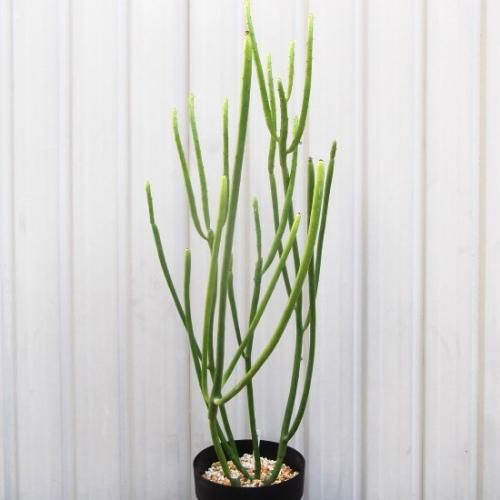 ユーフォルビア・セドロルム 70ｃｍ　５号 - 植物と暮らす　m-plant