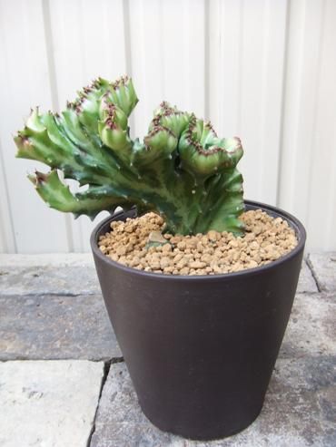 ユーフォルビア 春峰（シュンボウ） - 植物と暮らす m-plant