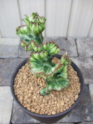 ユーフォルビア 春峰（シュンボウ） - 植物と暮らす m-plant