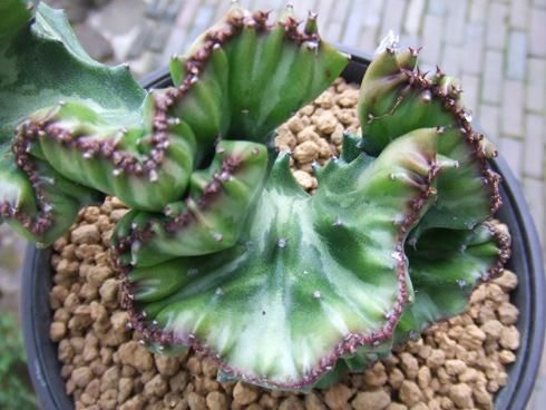 ユーフォルビアの花 | けいちょろりんの多肉日記