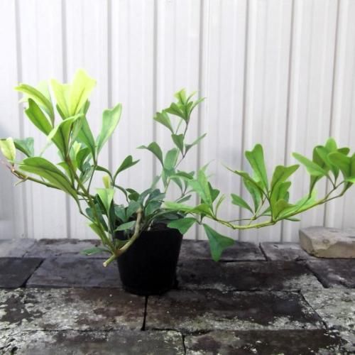 シェフレラ トライアンギュラリス 植物と暮らす M Plant